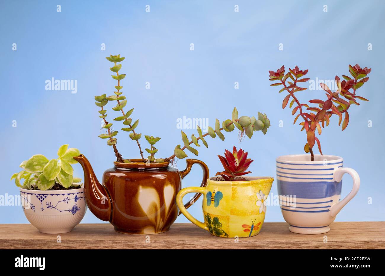 Hauspflanzen in recycelten Becher, Teekanne, Zucker Schüssel und Milchkännchen auf Fensterbank angebaut, recyceln, wiederverwenden, up-Zyklus für nachhaltiges Wohnen und Gartenarbeit. Stockfoto