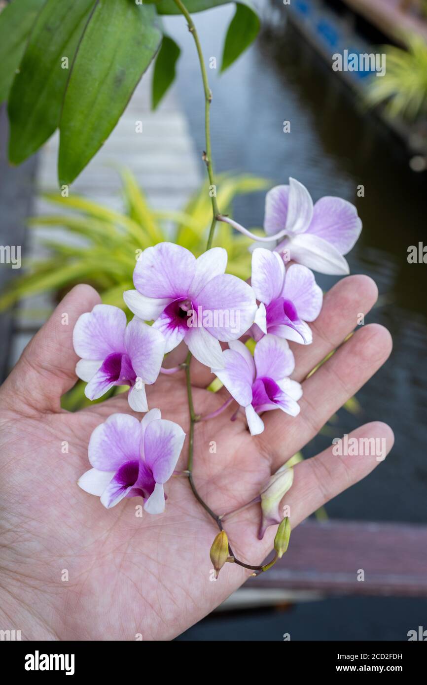 Die Handflächen greifen einen Zweig der Cattleya Orchidee. Viele mit lila und weiß gemischt, ist eine asiatische Art in einem ländlichen Bauernhof in Thailand. Stockfoto