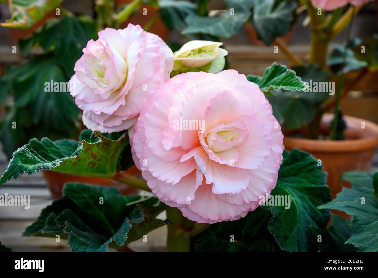 Rosa Rosen im Regal in Begonia Garden ist ein Gewächshaus im Garten von Nabana no Sato mit vielen bunten Blumen, Dies ist bei Touristen in beliebt Stockfoto