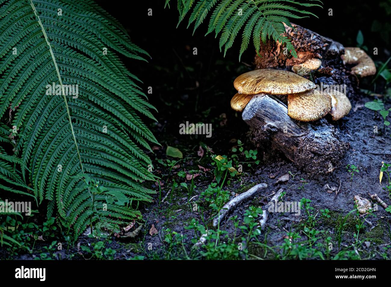 Pilze auf einem alten Stumpf im Wald. Natürliche Natur Hintergrund mit Gras und Farn. Stockfoto