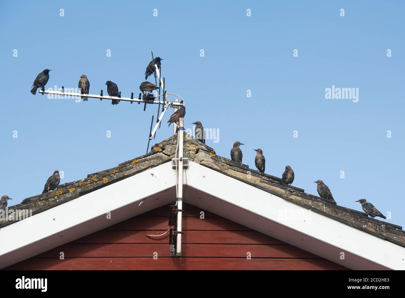 Sturnus vulgaris. Erwachsene und Jugendliche Stare auf einem Hausdach und Antenne Stockfoto