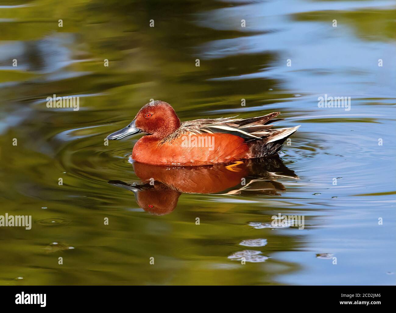 Die helle Sonne bringt das bunte Gefieder dieses Zimt Teal drake Schwimmen in einem Teich. Stockfoto