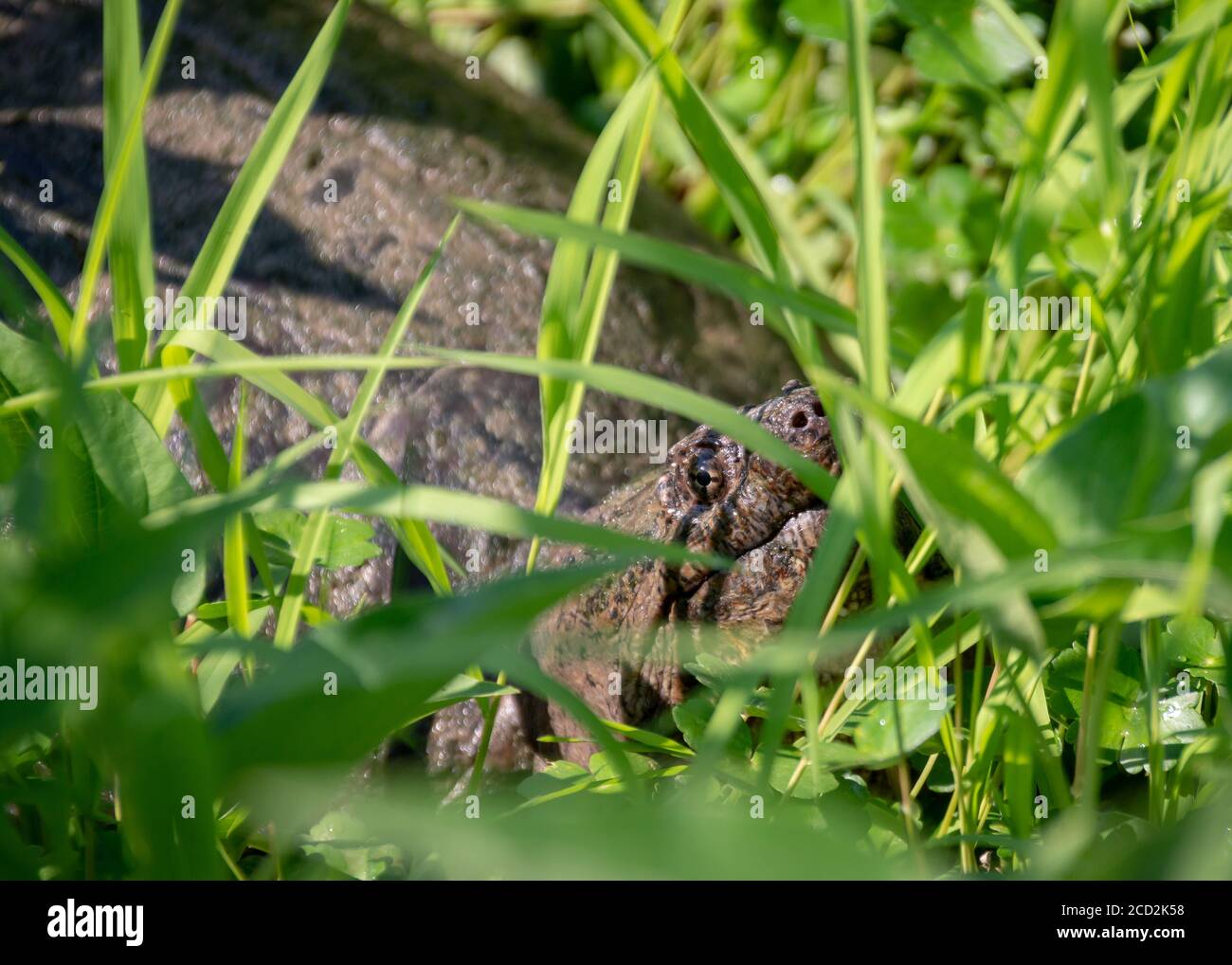 Eine große Schnappschildkröte hebt den Kopf zur Morgensonne, umgeben von üppigem Gras in einem Virginia-Sumpf. Stockfoto