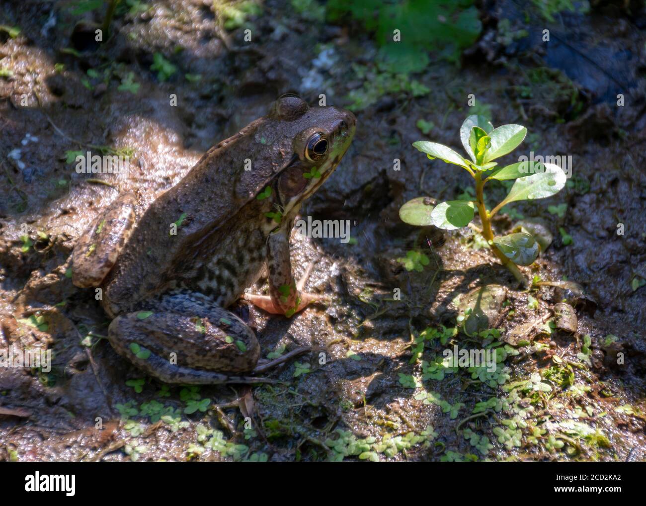 Ein brauner Bullfrog mit grünen Akzenten und dunklen Flecken sonnt sich in einem schlammigen Sumpf. Stockfoto