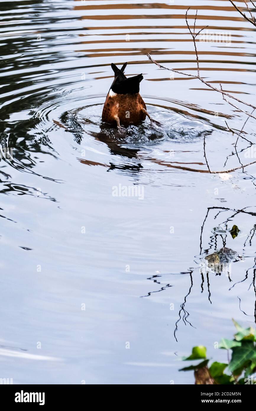 Ente auf der Suche nach Nahrung unter Wasser in einem Teich Adelaide Australien Stockfoto