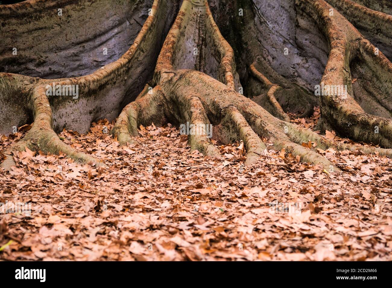 Baumwurzeln und Herbstblätter in einem Park in Adelaide Australien Stockfoto