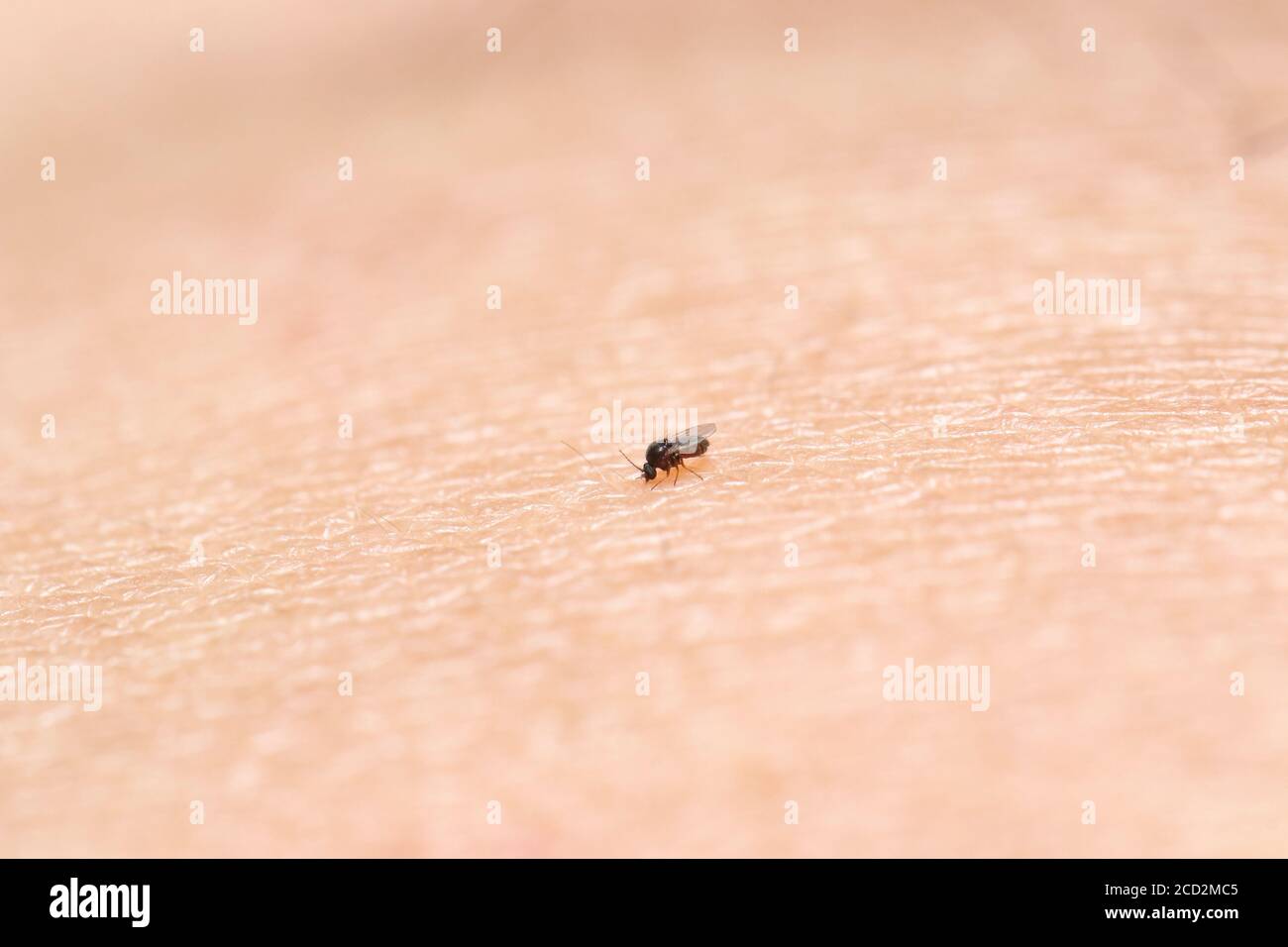 Schwarze Fliege (Gnatt) saugt Blut. Sehr kleines Insekt 1.5 mm. Länge im Vergleich zur menschlichen Hautoberfläche Stockfoto