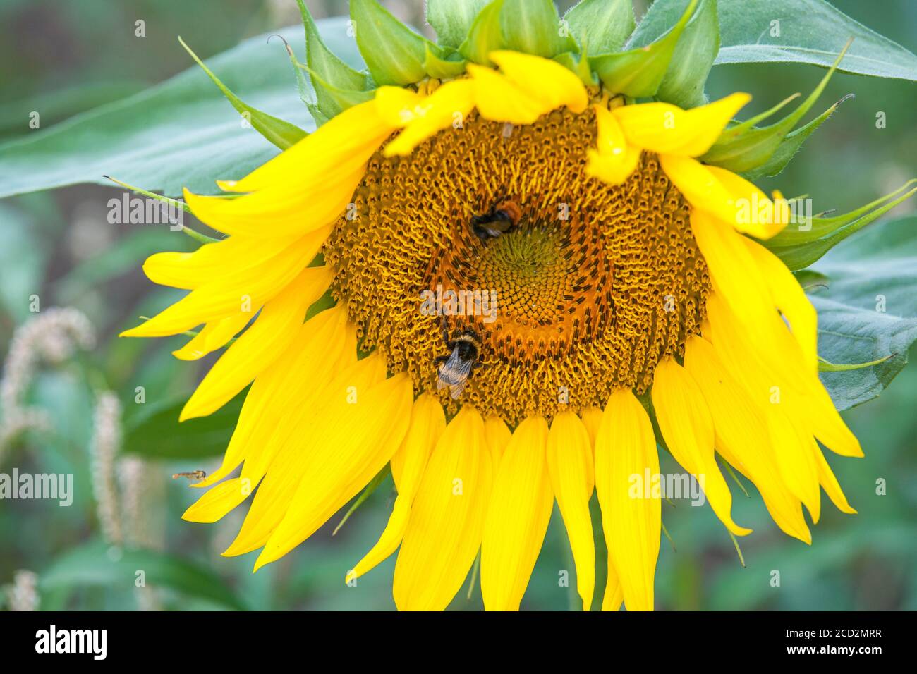 Eine Biene sammelt eine Sonnenblume mit einer Nahaufnahme von Die Stampfen und Staubgefäße und Pollen an seinem Körper befestigt Haare Stockfoto