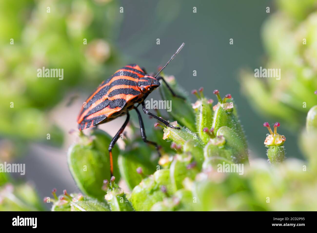 Käfer graphosoma lineatum - gestreifte Käfer im Wald auf grüner Pflanze. Europa, Tschechische Republik Tierwelt Stockfoto