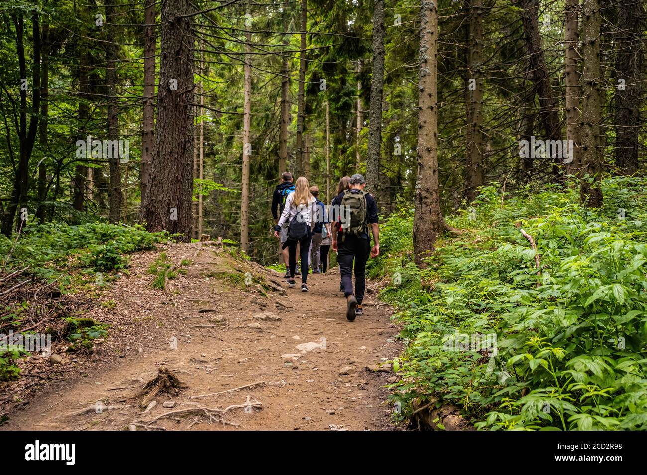 Wandern im Wald in Bieszczady Polen. Wanderweg im Wald. Stockfoto