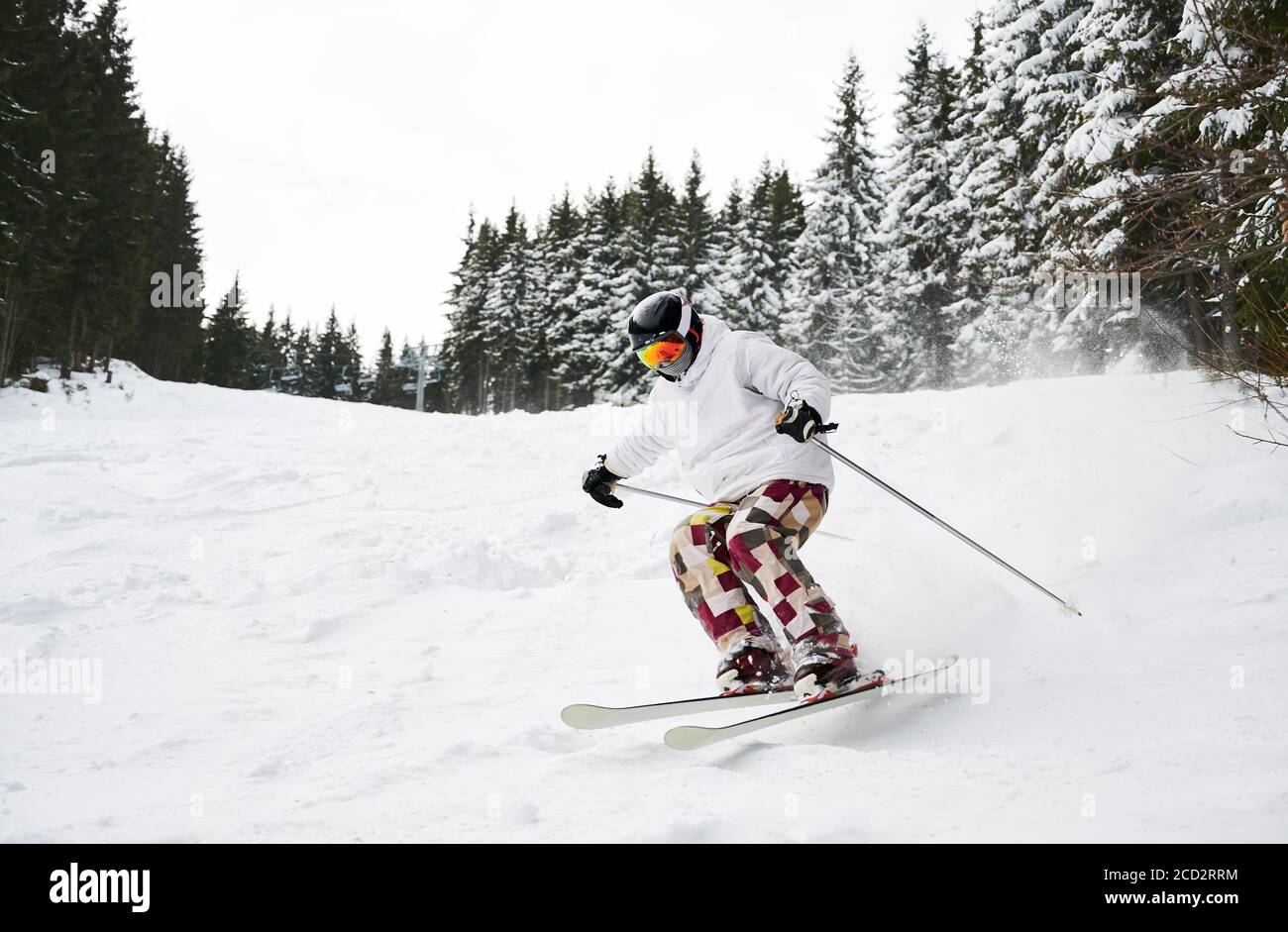 Frontansicht Schnappschuss von Skifahrer Skifahren die Piste entlang Fichtenwald. Gleichgewicht auf Schnee halten. Konzept der extremen Arten von Sport. Saisonunterhaltung. Low-Angle-Ansicht Stockfoto