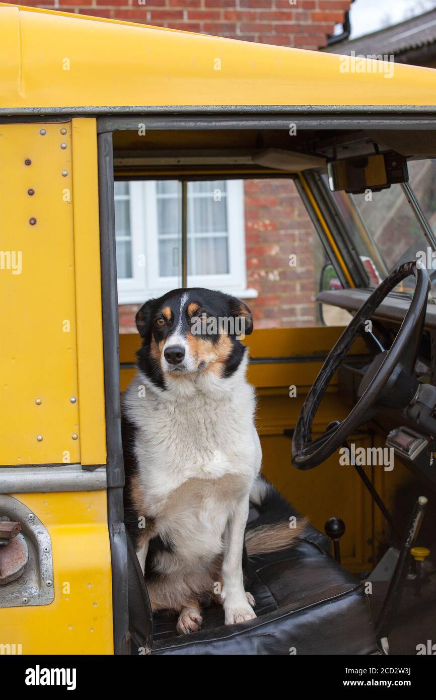 Dreifarbige Border Collie sitzt in einem gelben Landrover Stockfoto