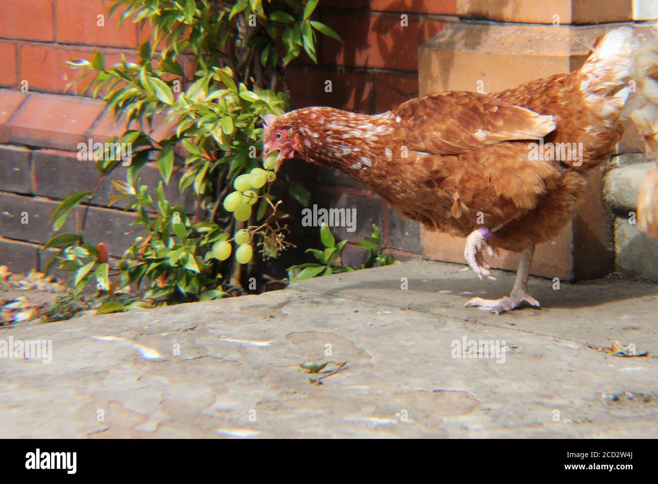 Freilandhenne mit einem Traubenbündel im Mund, Ackerbau und Vogelgrippe-Konzept Stockfoto