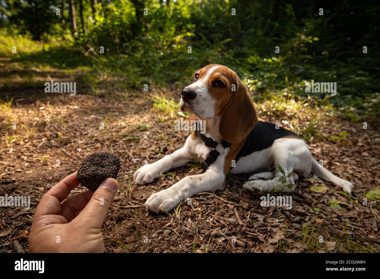 Gerade gepflückt schwarzen Trüffel, Hund im Hintergrund Stockfoto