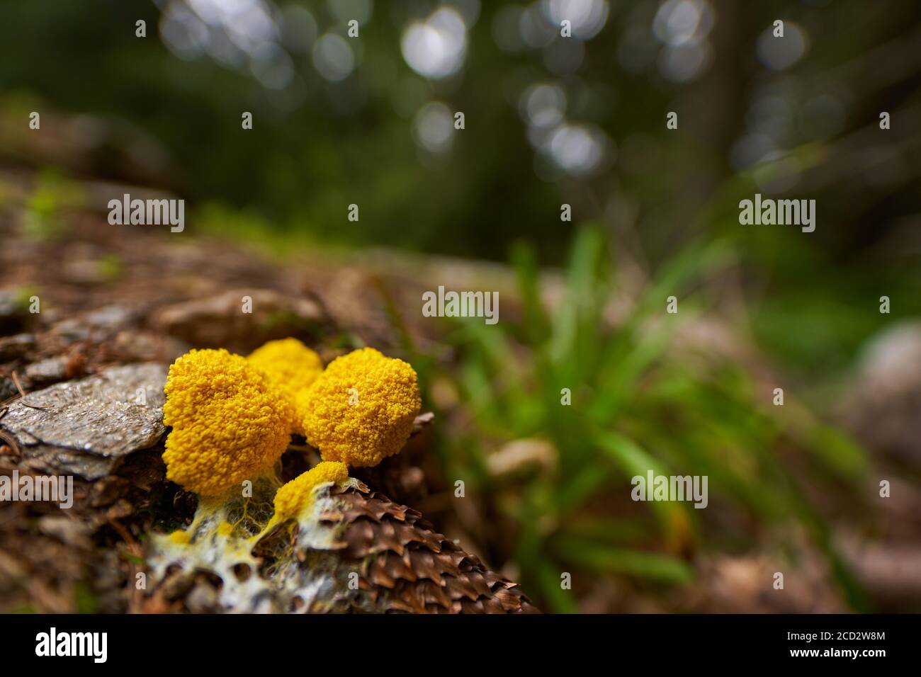 Gelbe Schleimform (Fuligo septica) Aka Hunde erbrechen, auch Erdomelett genannt, im Pinienwald Stockfoto