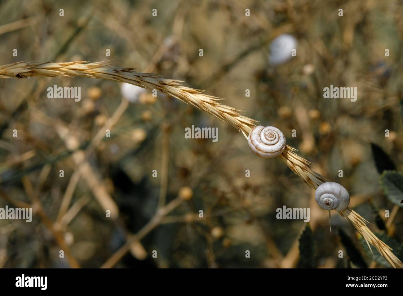 Selektiver Fokus auf kleine Spiralschalen von Steppenschnecken auf getrockneten Pflanzenstämmen. Schöner natürlicher Hintergrund. Makroaufnahme von Weichtieren in freier Wildbahn. Kopieren Stockfoto