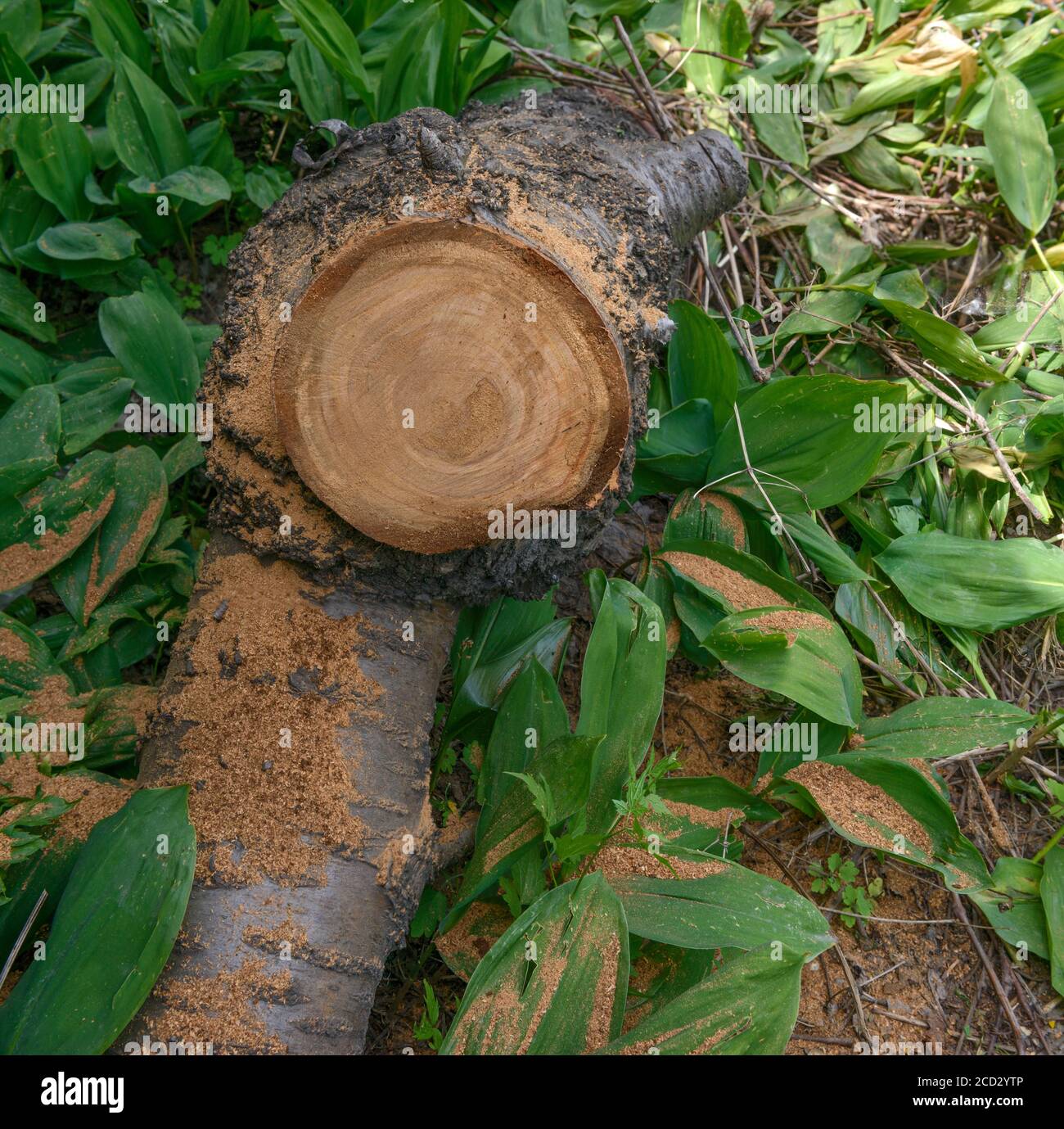 Stamm von Kirschbaum mit frischem Schnitt liegt in den Blättern von Lilien des Tales. Stockfoto