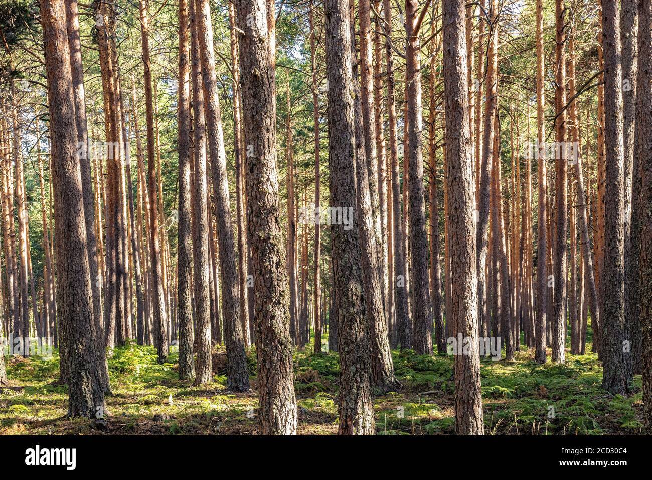 Sommernachmittag in einem Kiefernwald (Pinus Sylvestris). Farn wächst am Fuße der Bäume und die Sonne scheint durch die Bäume. Stockfoto