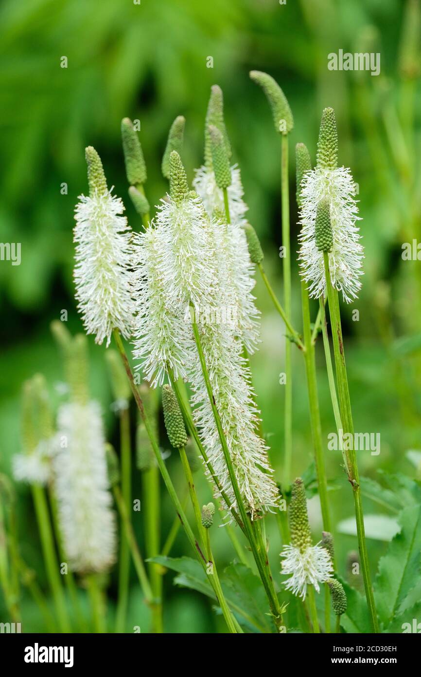 Sanguisorba Canadensis, kanadischer burnett, weißer burnett. Cluster von gelben Blüten auf aufrechten Stielen Stockfoto