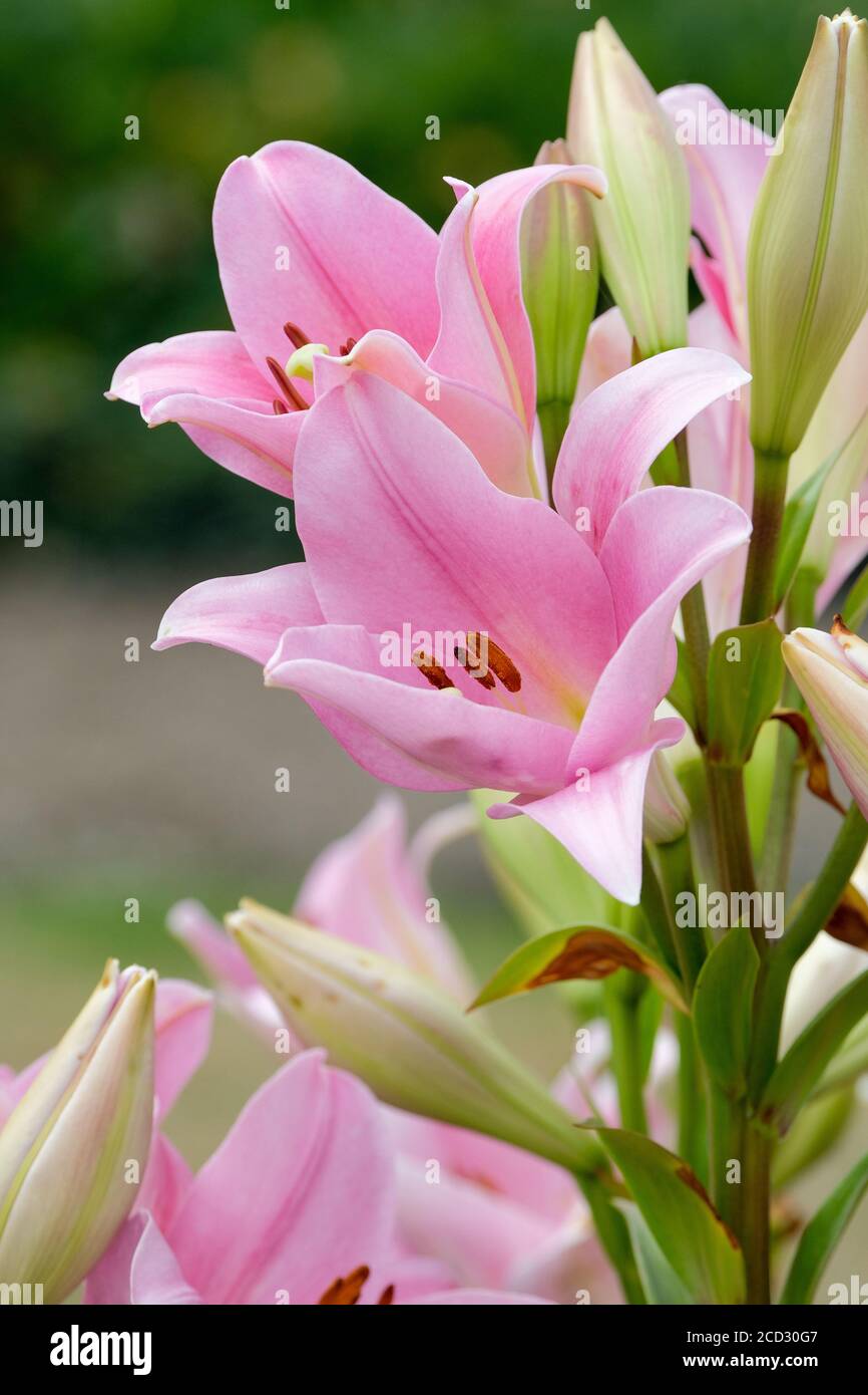 Blühende, Hellrosa Lillies, Lilium 'Varese' Stockfoto