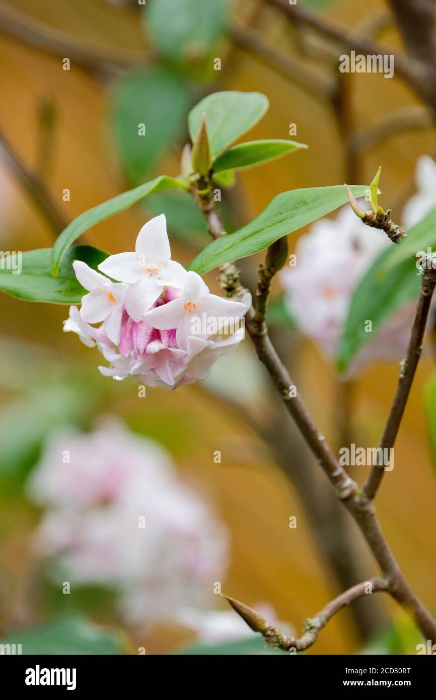Daphne bholua 'Jacqueline Postill'. Daphne 'Jacqueline Postill'. Nepalesische Papierpflanze in Blüte, Frühjahr. Stockfoto