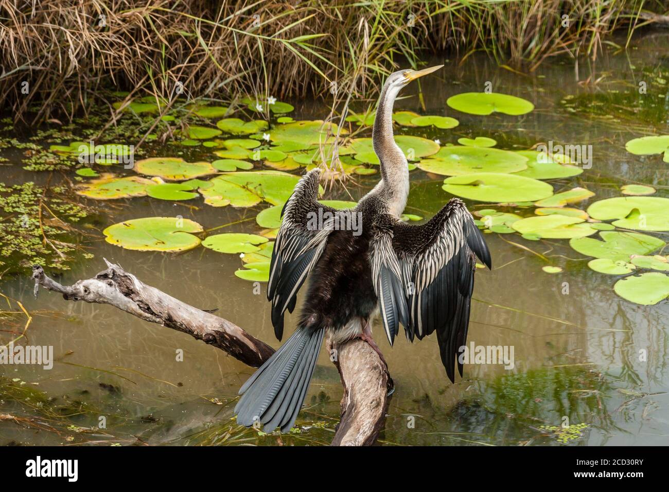 Selektiver Fokus, Anhinga (Snakebird) sitzt auf dem Ast, Australien Stockfoto