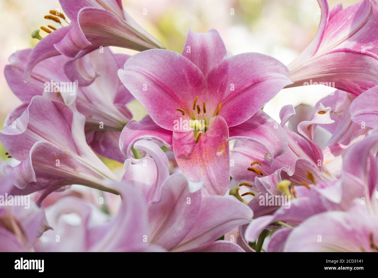 Blühende, Hellrosa Lillies, Lilium 'Varese' Stockfoto
