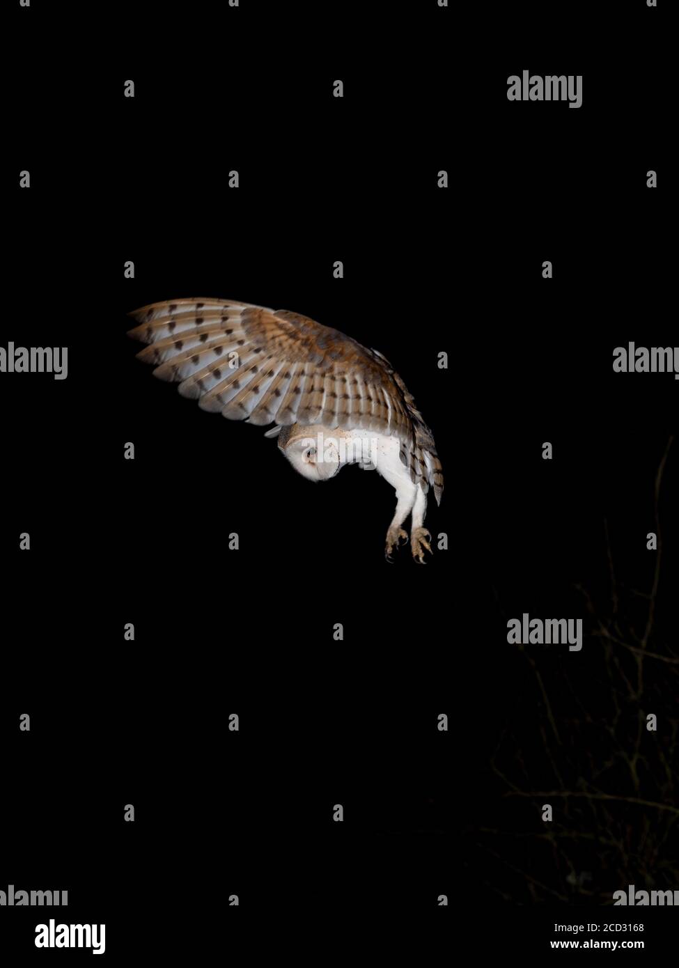 Scheune Owl, Tyto alba, Jagd bei Nacht, North Norfolk Winter Stockfoto