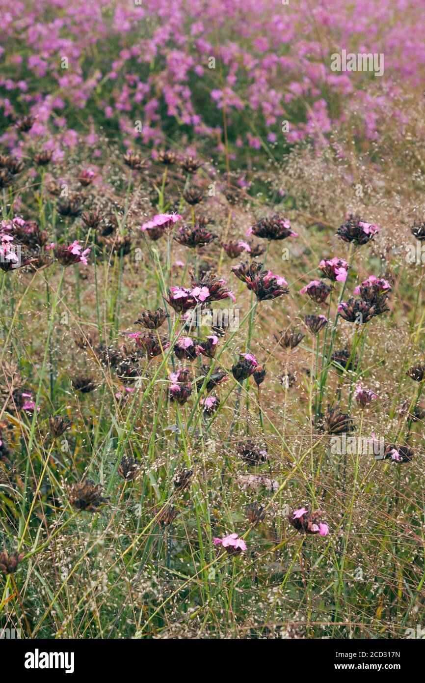 Detail des schönen Gartens bei Hauser & Wirth, Somerset von Piet Oudolf Stockfoto