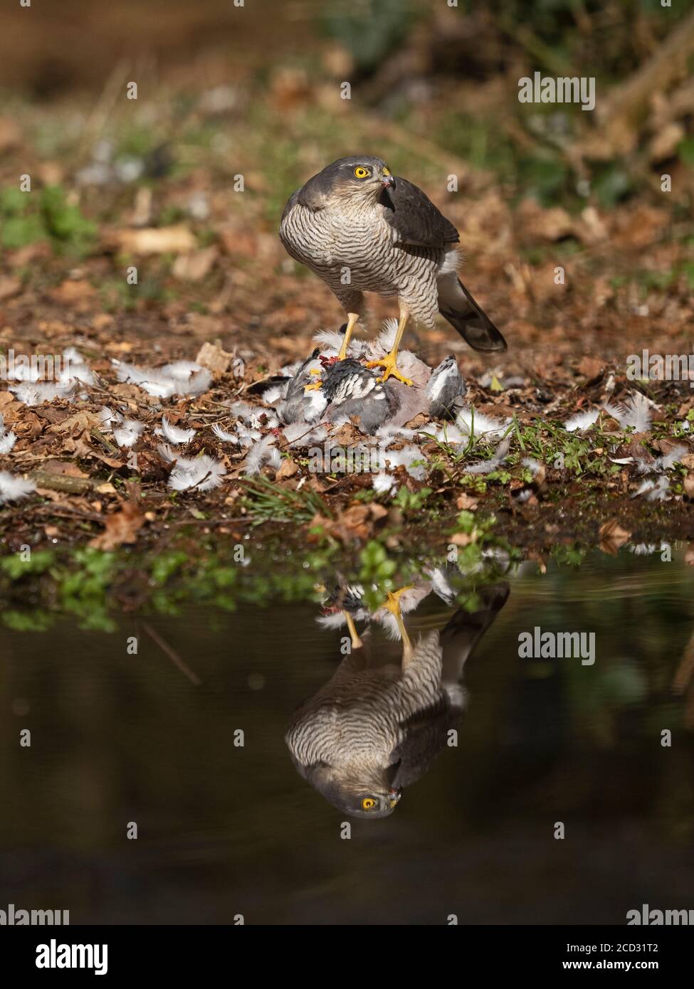 Eurasian Sparrowhawk Accipiter nisus Weiblich baden in Woodland pool North Norfolk Sommer Stockfoto