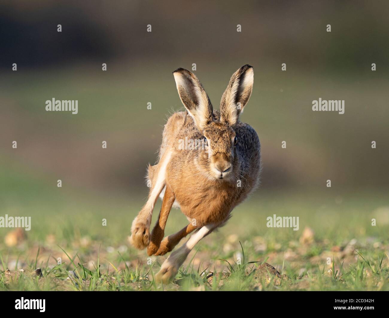 Brauner Hase, Lepus europaeus, Norfolk, Frühling Stockfoto