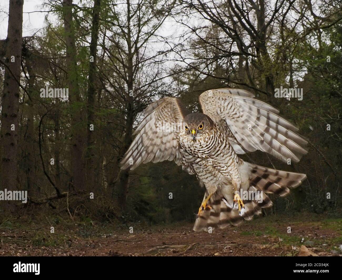 Eurasischer Sparrowhawk Accipiter nisus unreif männlich North Norfolk Winter Stockfoto