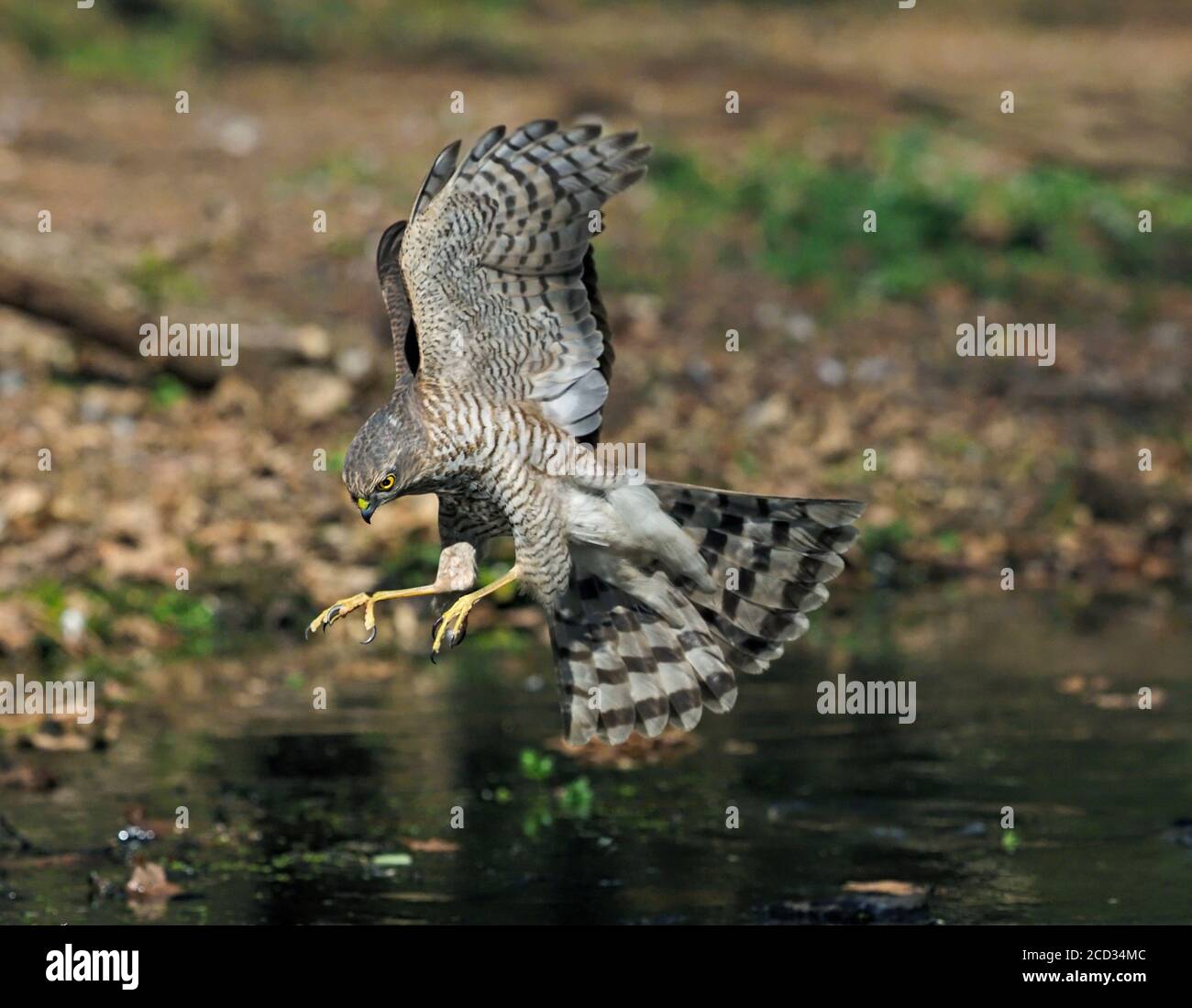 Eurasischer Sparrowhawk Accipiter nisus unreif männlich North Norfolk Stockfoto