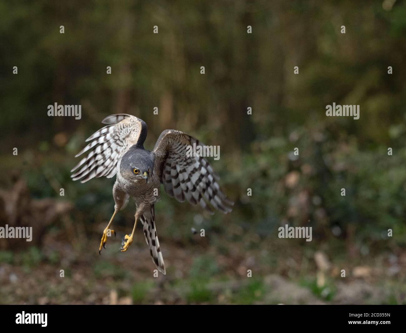 Eurasischer Sparrowhawk Accipiter nisus weiblich Nord Norfolk Stockfoto