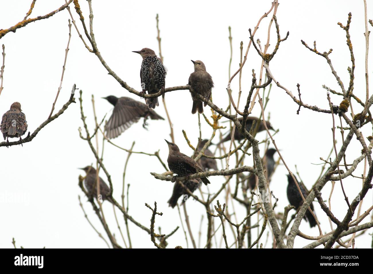 Schar von jungen Staren Stockfoto