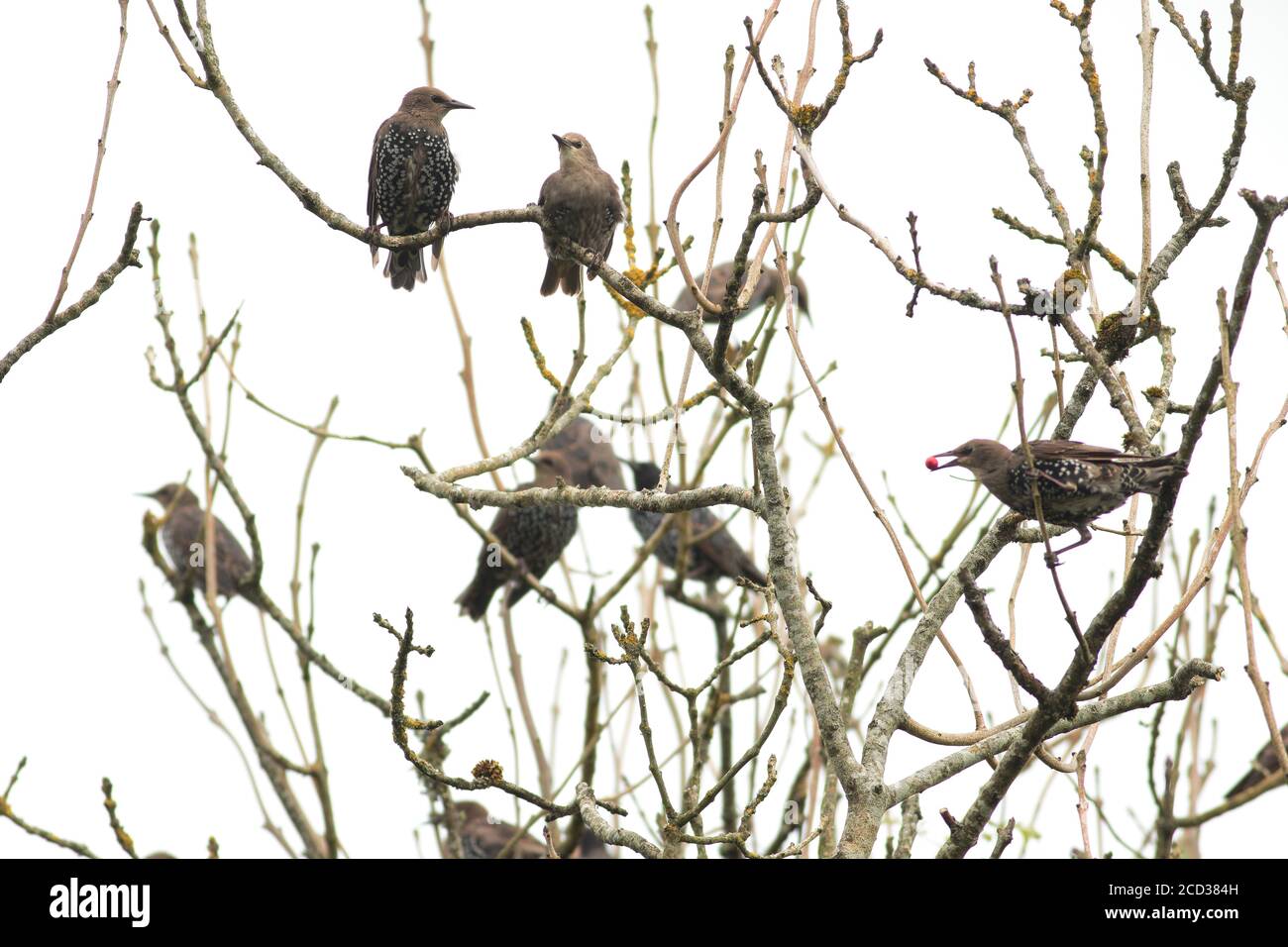 Schar von jungen Staren Stockfoto