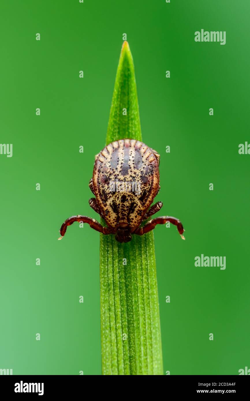 Enzephalitis Tick Insekt kriecht auf grünem Gras. Enzephalitis Virus oder Lyme-Borreliose Infektiöse Dermacentor Tick Arachnid Parasit Makro. Stockfoto
