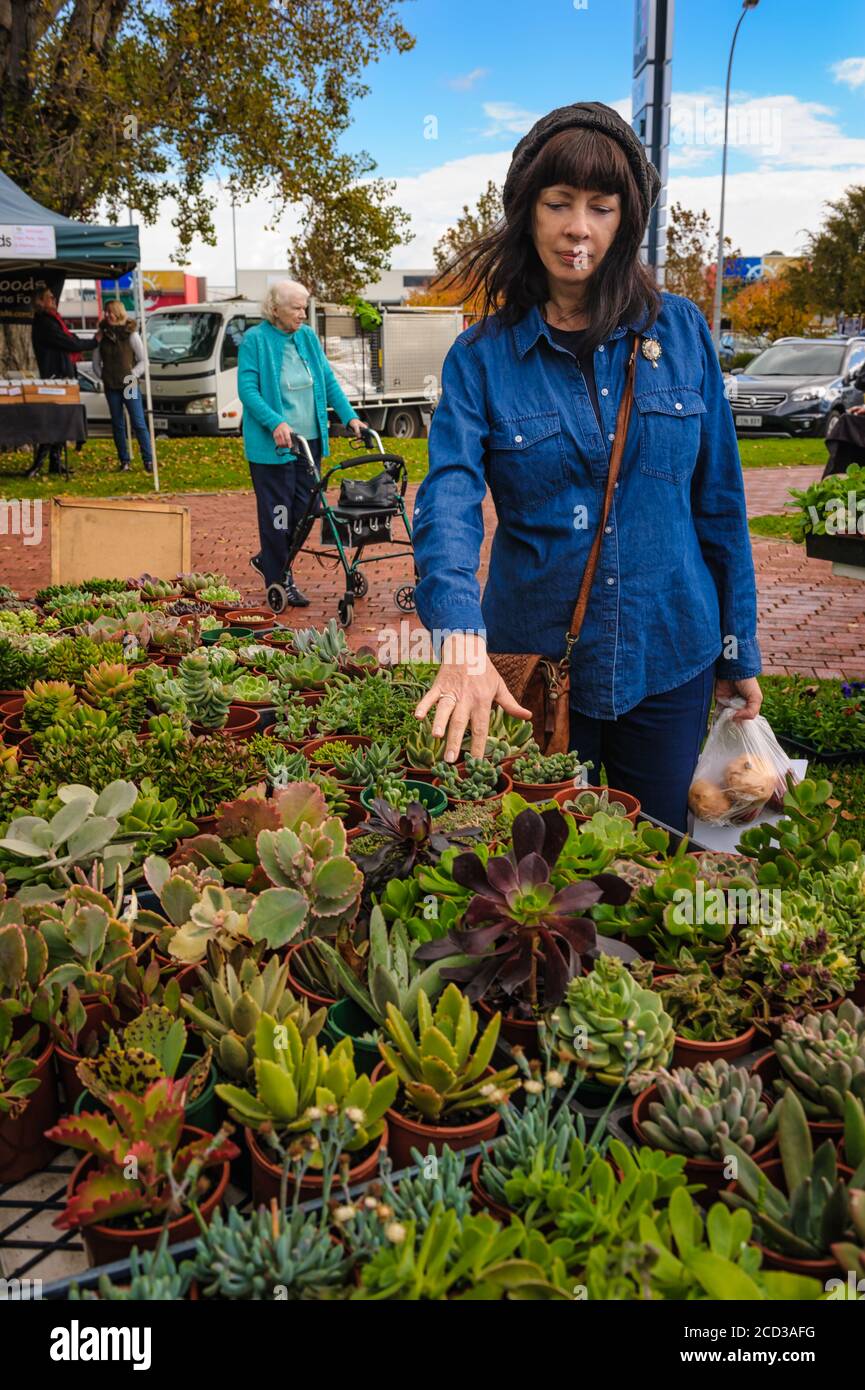 Eine weibliche Touristin nimmt sich die Zeit, unter den eingetopften Sukkulenten auf den Victor Harbor Farmer's Markets in Südaustralien zu wählen. Stockfoto