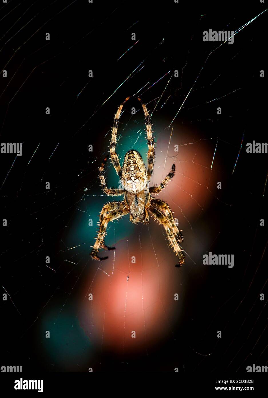 Makroansicht der Kreuzspinne Araneus diadematus im Spinnennetz Heller Fleck auf dunklem Hintergrund Stockfoto