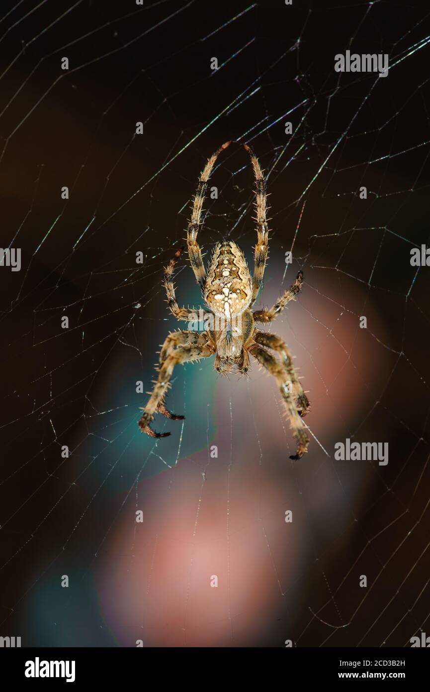 Makroansicht der Kreuzspinne Araneus diadematus im Spinnennetz Heller Fleck auf dunklem Hintergrund Stockfoto