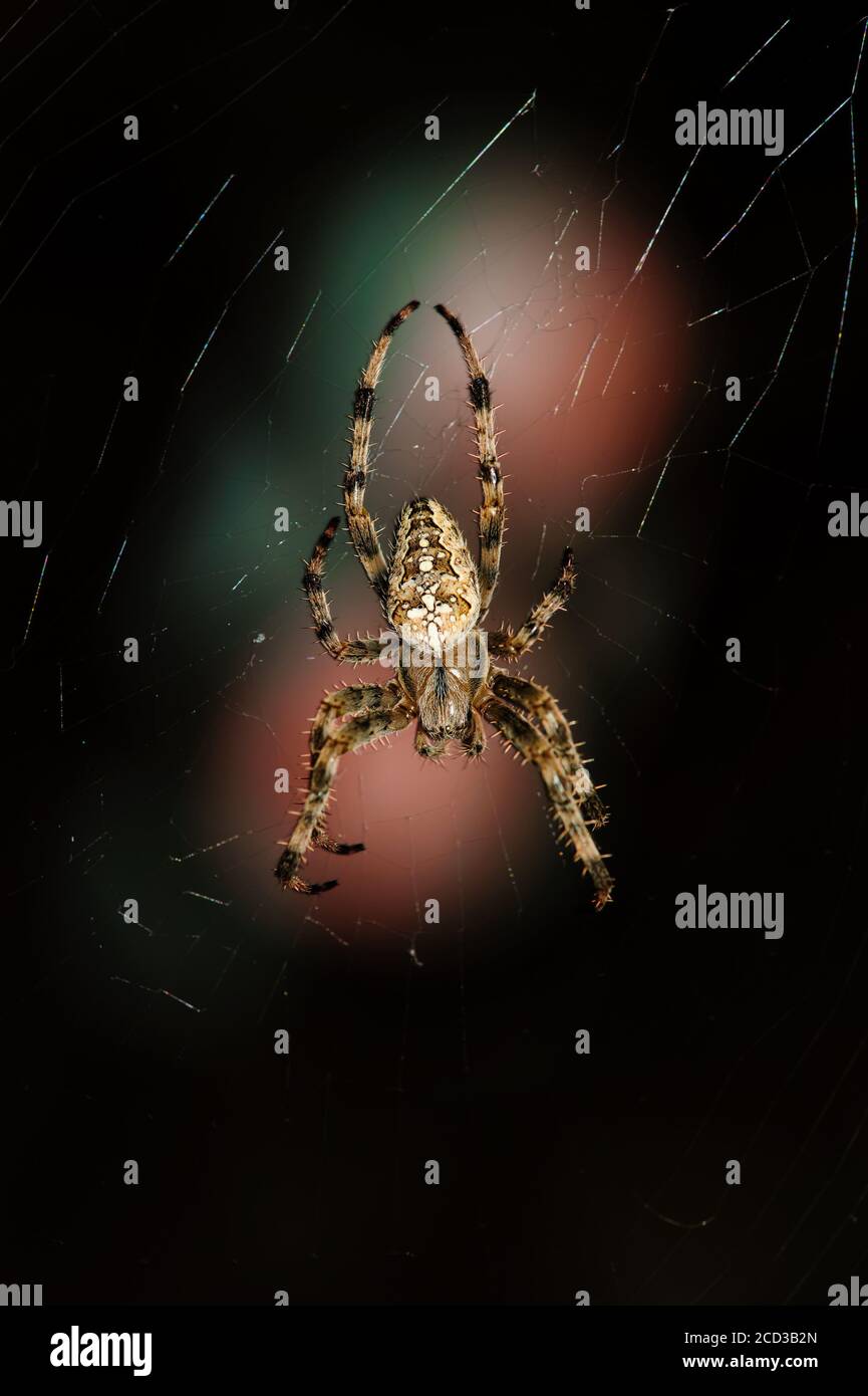 Makroansicht der Kreuzspinne Araneus diadematus im Spinnennetz Heller Fleck auf dunklem Hintergrund Stockfoto