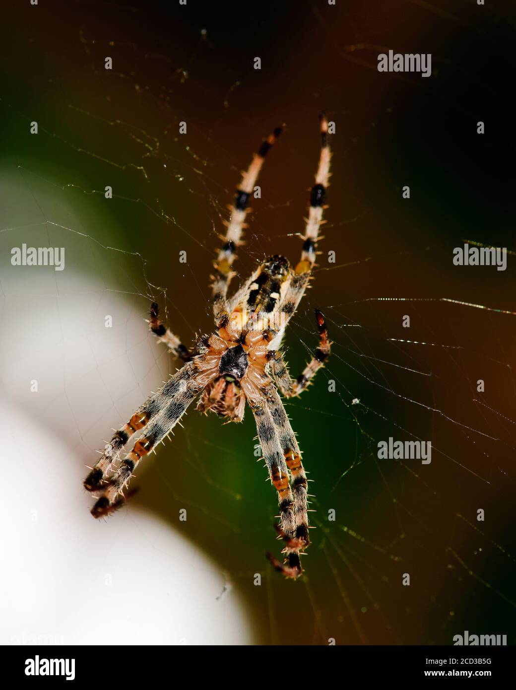 Makroansicht der Kreuzspinne Araneus diadematus im Spinnennetz Heller Fleck auf dunklem Hintergrund Stockfoto