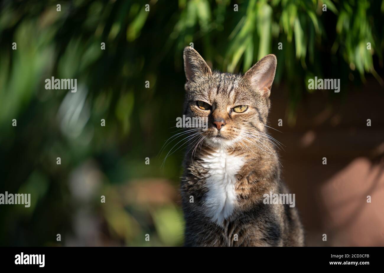 Tabby Katzenportrait im Freien im Hinterhof auf einem Sonniger Tag Stockfoto