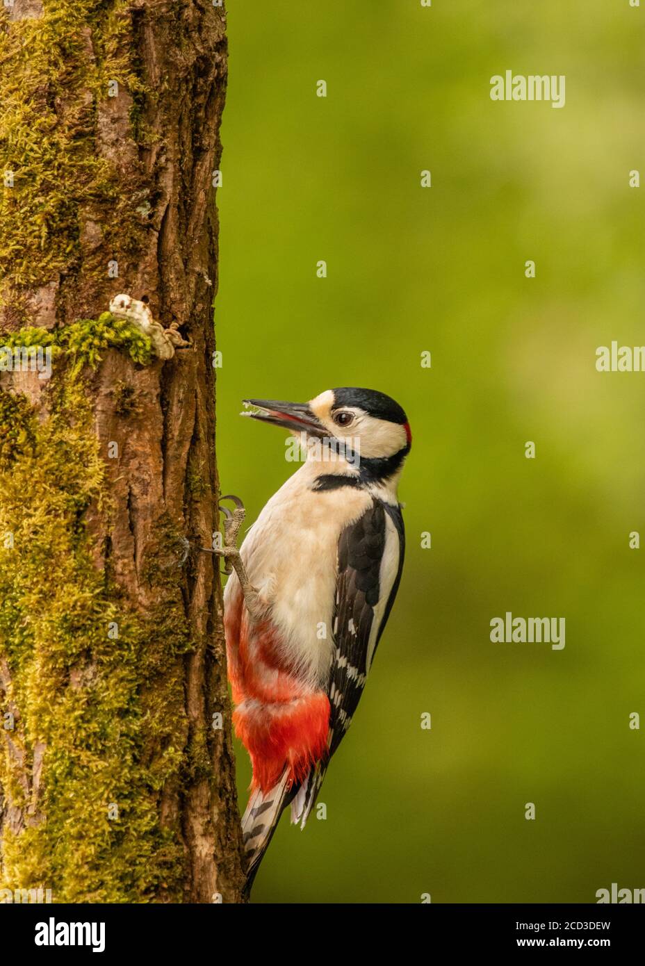 Großfleckige Spechte auf Baumstumpf Stockfoto
