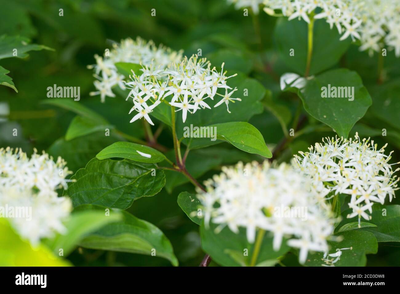 Hartriegel, Dogberry (Cornus sanguineaund), blühen, Deutschland Stockfoto