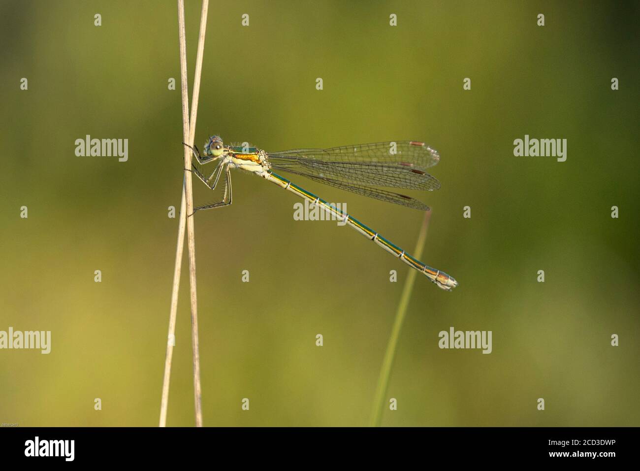 Kleine Smaragddamselfly (Lestes virens), weiblich, Deutschland, Bayern, Chiemseemoore Stockfoto