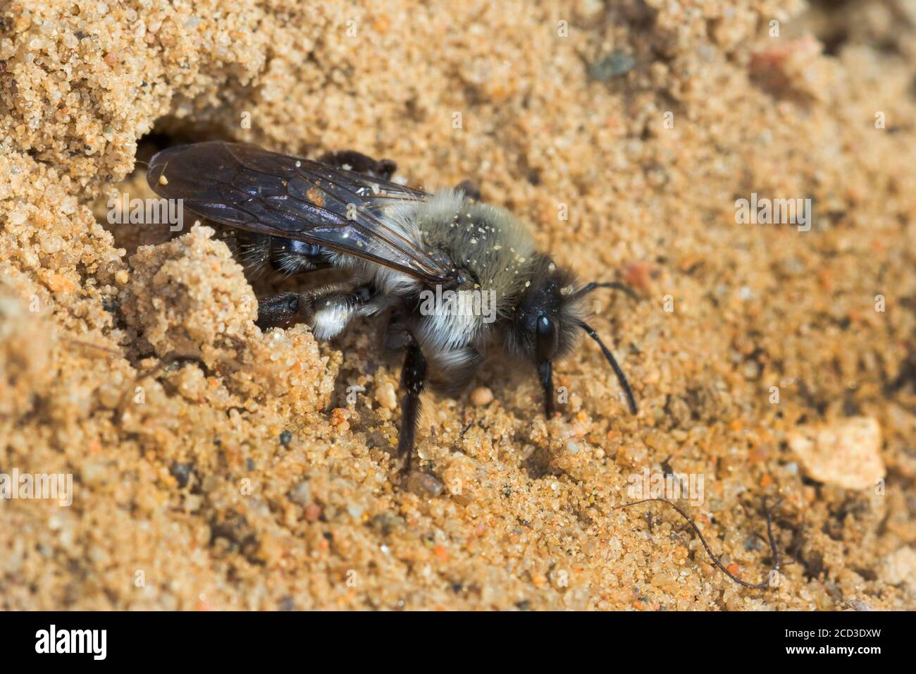 Graurückenbiene (Andrena vaga, Andrena ovina), Weibchen im Nestloch im Sandboden, Deutschland Stockfoto