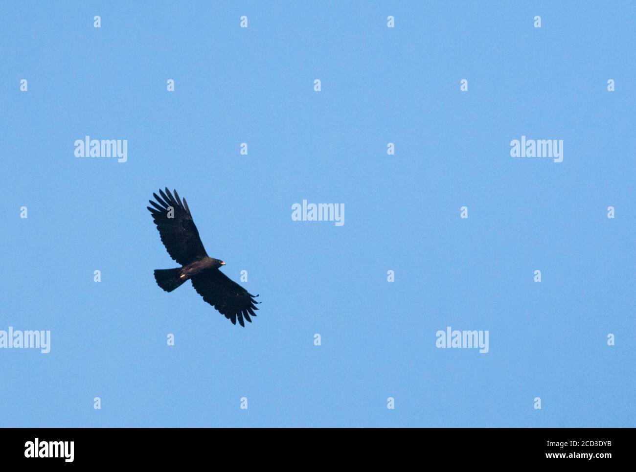 Indischer Schwarzadler (Ictinaetus malayensis, Ictinaetus malaiensis), im Flug, hoch über den Ausläufern des Himalaya, Indien Stockfoto