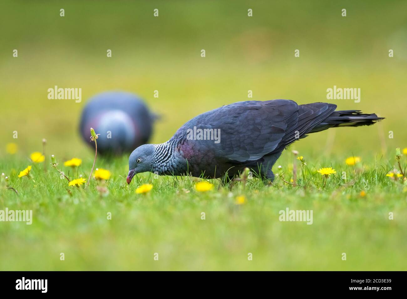 Trocaztaube (Columba trocaz), auf einer Löwenzahn-Wiese, Seitenansicht, Madeira Stockfoto