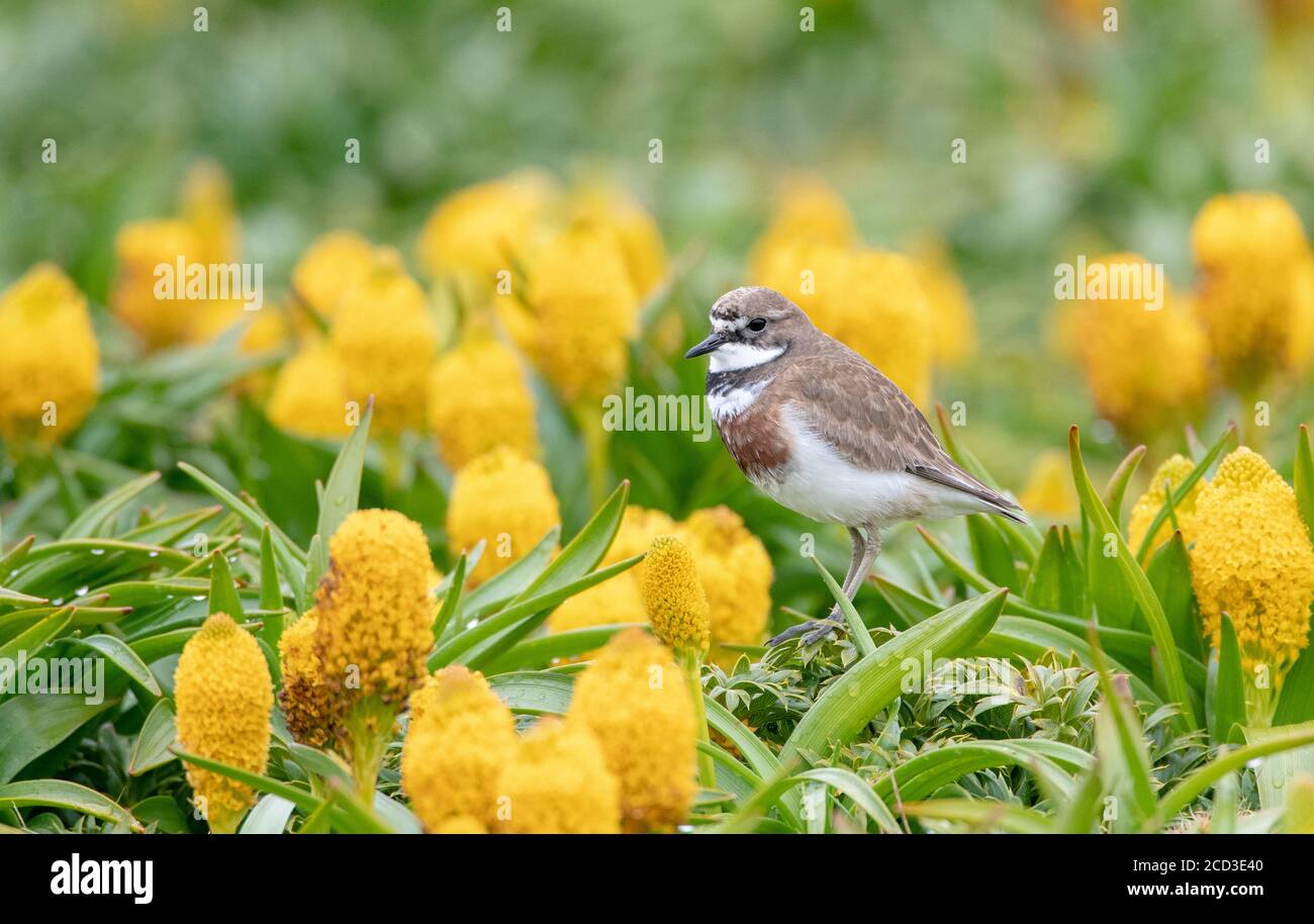 Auckland Island gebänderter Dotterel (Charadrius bicinctus exilis, Charadrius exilis), zwischen gelben Blüten stehend, Neuseeland, Auckland Inseln, Stockfoto